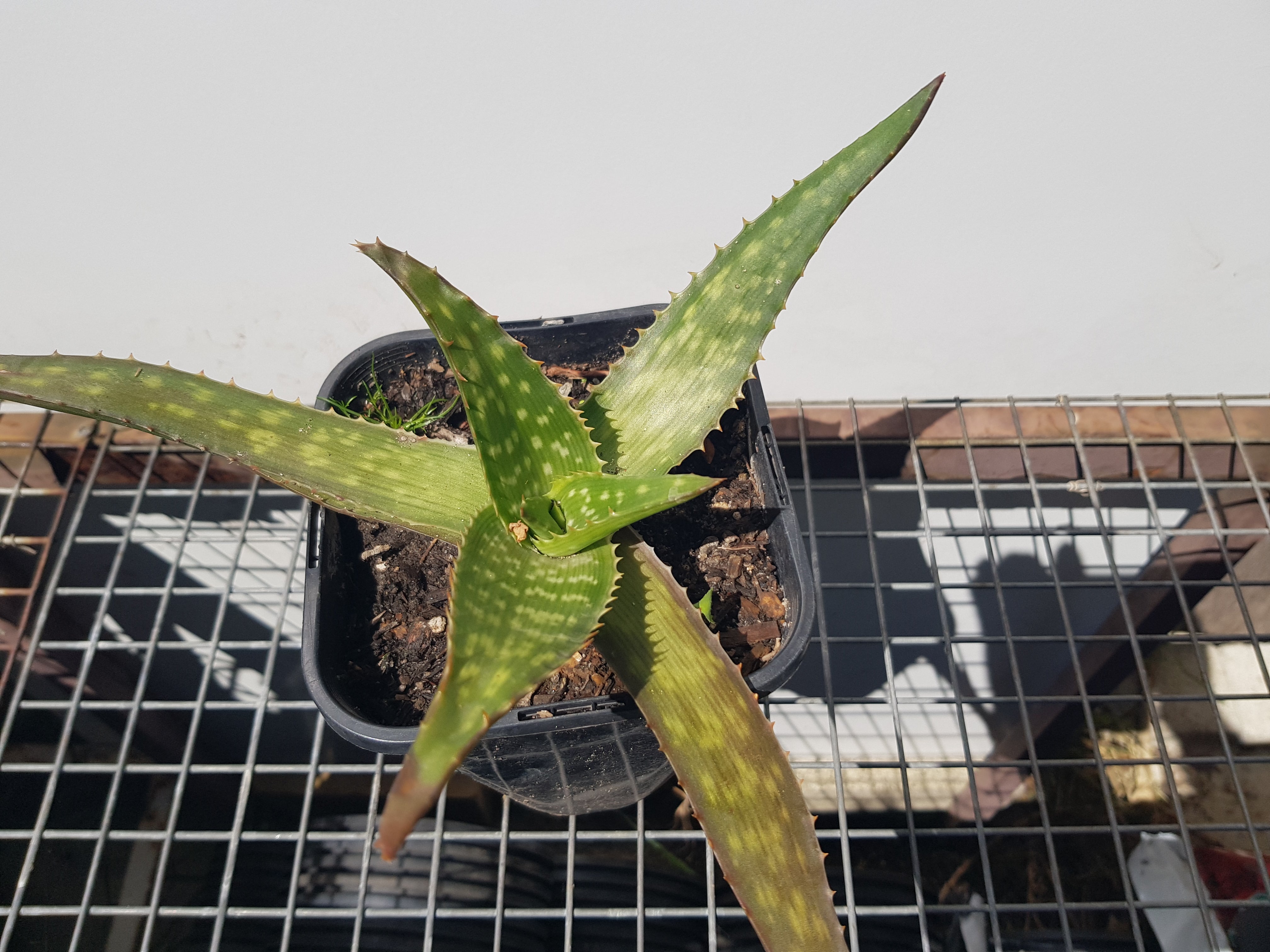 Aloe Saponaria - One Red Hill